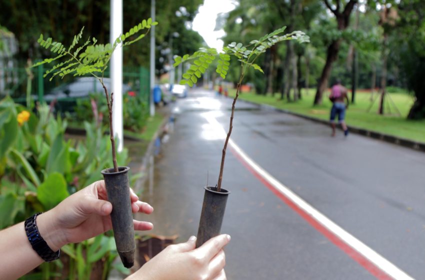  Sustentabilidade na Higiexpo 2024: floresta em pé compensará área do evento