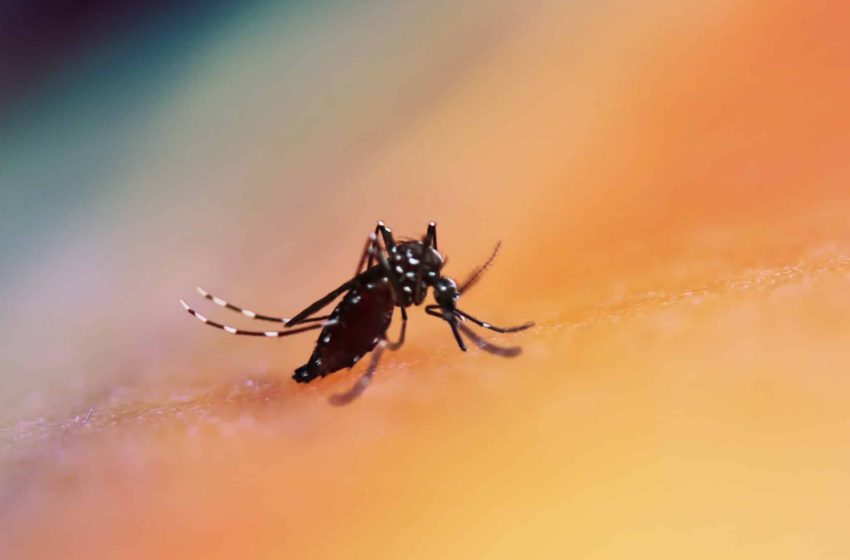  SP cria Centro de Operações de Emergências e anuncia novas medidas de combate à dengue; SIEMACO-SP divulga vídeo explicativo