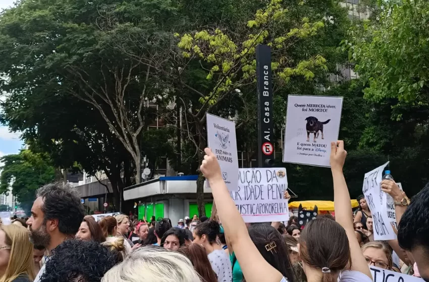  Polícia pede internação de adolescente envolvido na morte do cão Orelha em SC