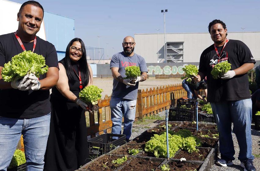  SIEMACO-SP e voluntários colhem 1,5 mil hortaliças em Horta Social do Center Norte